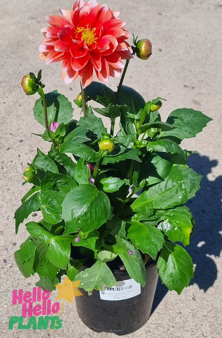 Dahlia Dalina® 'Maxi Tampico' 6" Pot