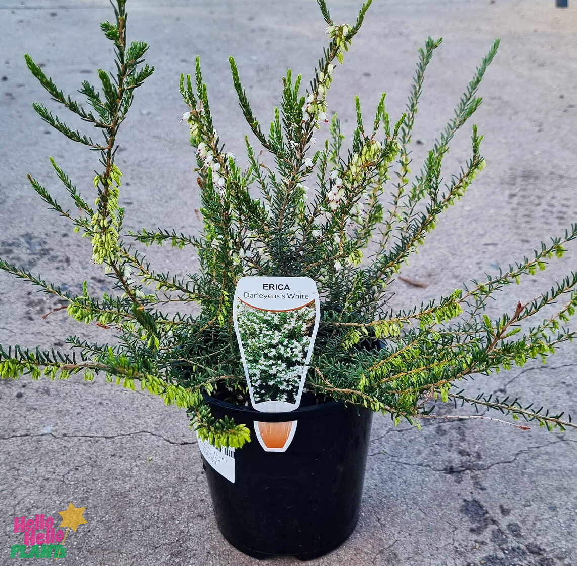 Erica 'Winter Heath' White 6" Pot