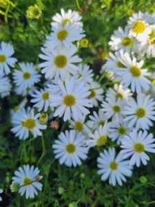 Brachyscome 'Cut-Leaf Daisy' in a White 7" Pot features clusters of white-petaled, yellow-centered blooms nestled in green foliage—ideal for adding brightness to any space.