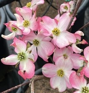 Cornus 'Pink Flowering Dogwood'