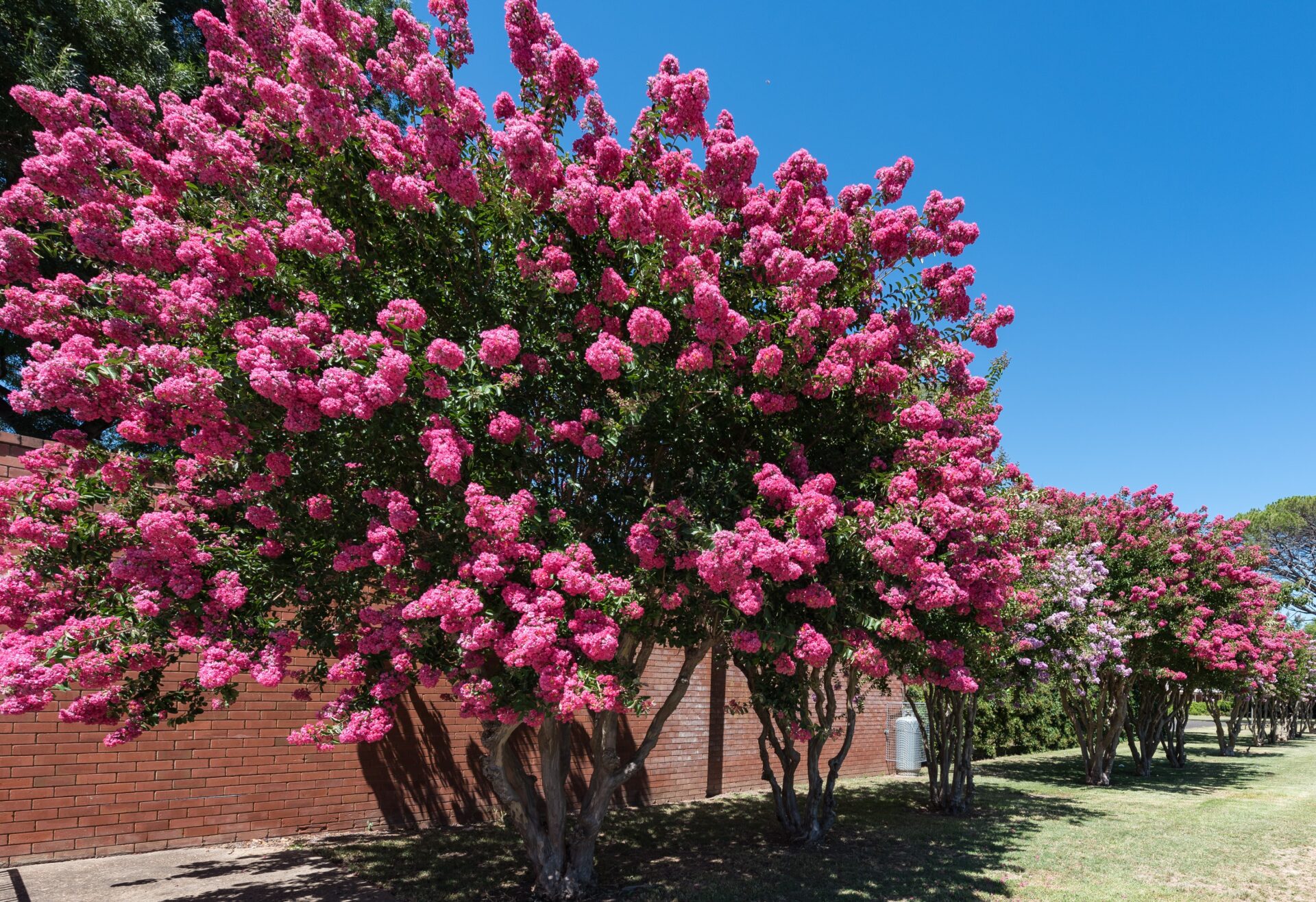 Rows of vibrant Lagerstroemia 'Comanche' Crepe Myrtle in 13" pots showcase abundant bright pink blooms beside a red brick building under a clear blue sky.