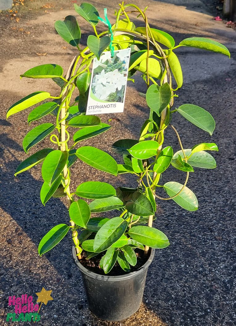 Stephanotis 'Madagascar Jasmine' 7"/8" Pot