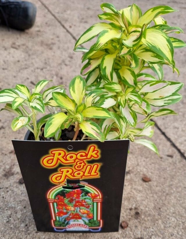 Alstroemeria 'Rock and Roll®' 6" Pot