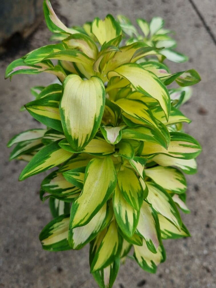Alstroemeria 'Rock and Roll®' 6" Pot