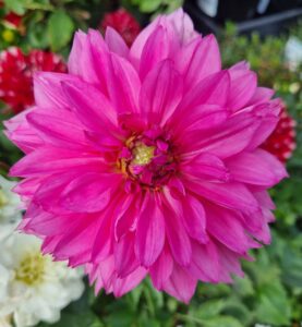 A vibrant Dahlia Dalina® 'Maxi Mendoza' in full bloom, showing bright pink petals and lush green leaves, grows beautifully in a 6" pot with a softly blurred floral background.