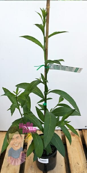 Cestrum 'Night Blooming Jasmine'