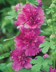 Hollyhock 'Spring Purple' in 4" pots blooms vibrantly with lush green leaves, perfectly capturing the essence of spring. Whether admired or planted, these flowers add life and color to any garden against a softly blurred backdrop.