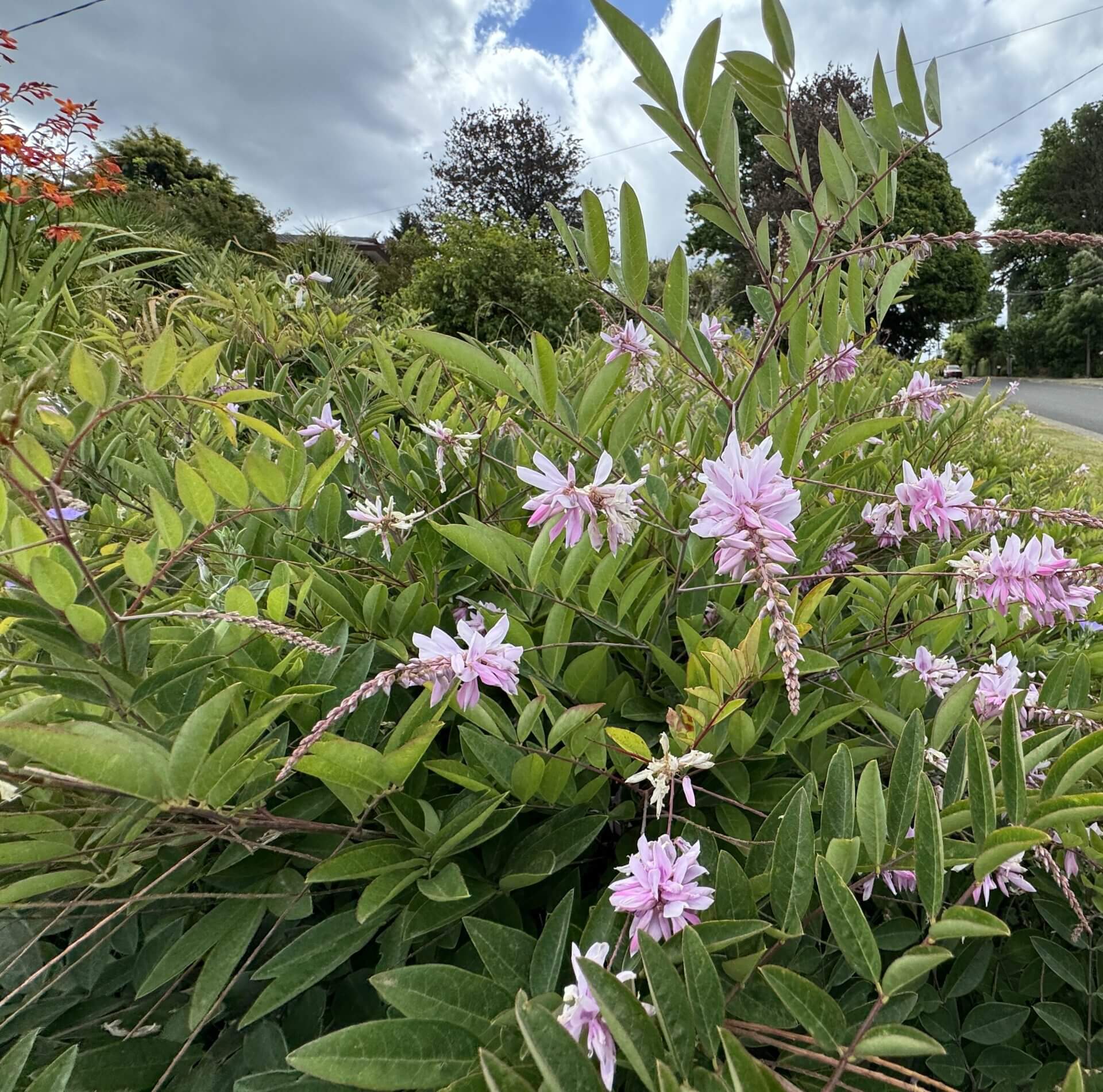 Indigofera 'Bush Wisteria' features light purple flowers and green leaves, thriving by roadsides with trees and plants as a backdrop. Available in a 15cm pot.