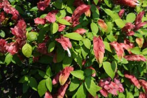 The Justicia 'Shrimp Plant' in a Red 6" Pot features green leaves and pink, shrimp-like bracts, creating a vibrant display that beautifully enhances any garden or indoor space.