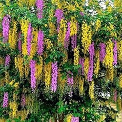 The Laburnocytisus 'Pink Laburnum' in a stunning 13" pot features cascading clusters of pink and yellow flowers, creating a vibrant display.
