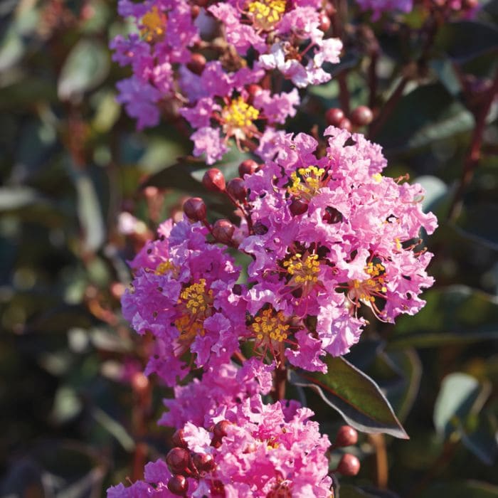 Lagerstroemia 'Diamonds In The Dark®' (Lavender Lace) Crepe Myrtle 16" Pot