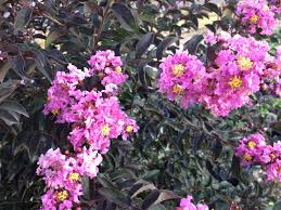 Lagerstroemia 'Diamonds In The Dark®' (Lavender Lace) Crepe Myrtle 16" Pot