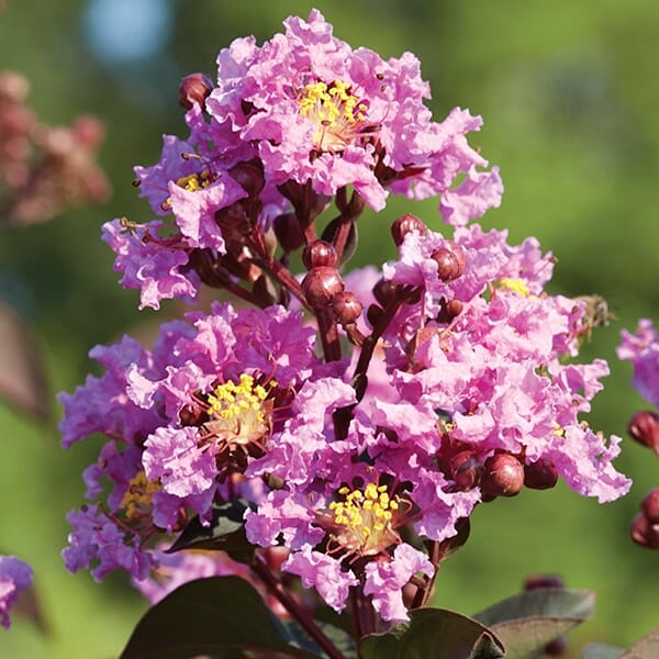 Close-up of Lagerstroemia 'Diamonds In The Dark®' (Lavender Lace) Crepe Myrtle with vibrant lavender flowers and yellow centers set against a blurred green backdrop.