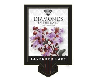 Lagerstroemia 'Diamonds In The Dark®' (Lavender Lace) Crepe Myrtle 16" Pot