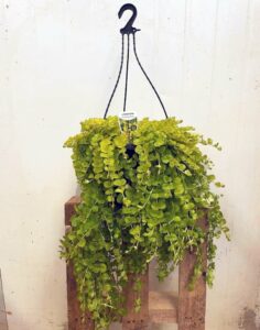 A Lysimachia 'Creeping Jenny' Large 10" hanging basket with lush green vines sits on a rustic wooden stand against a plain white background.