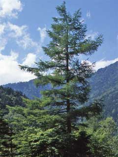 Larix 'Japanese Larch'