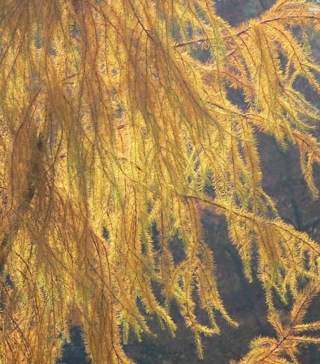 Larix 'Japanese Larch'
