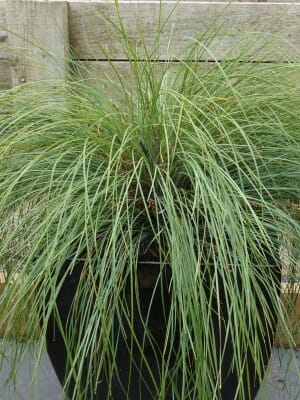 Lomandra Highlight™ 'Olive Green' 6" Pot