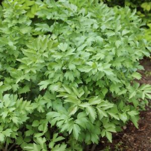 In a garden, the Levisticum 'Lovage' in a 4" pot flourishes with its dense, serrated green leaves.