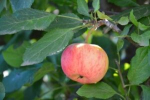 A Malus 'Bite Size' Dwarf Apple in an 8" pot, with red and yellow hues, hangs delightfully from a tree branch surrounded by green leaves.
