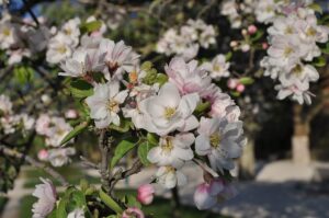 A close-up showcases a branch with pink and white Malus spectabilis 'Chinese Flowering Crab Apple' blossoms in full bloom, set against a backdrop of blurred greenery.
