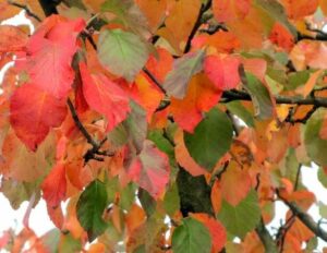 The Malus tschonoskii 'Upright Crab Apple' in a 13" pot showcases branches adorned with colorful autumn leaves in shades of red, orange, and green, offering a delightful burst to any landscape.