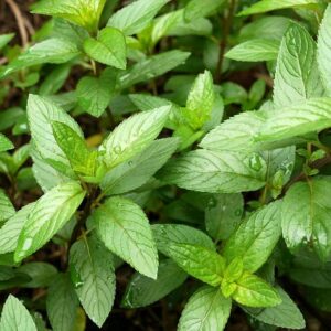 Close-up of lush green peppermint plants, specifically Mentha 'Mint Banana' in a 4" pot, showcasing serrated leaves covered in droplets and thriving outdoors.