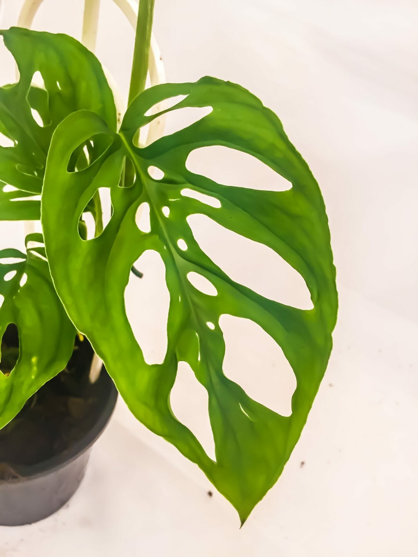 Monstera adansonii 'Swiss Cheese Plant'