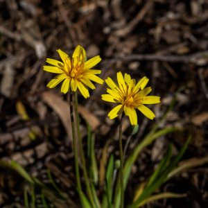 Microseris 'Murnong Yam Daisy' 6" Pot