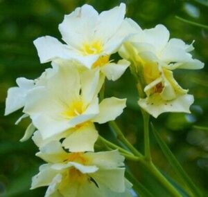 Nerium Oleander 'Vanilla Cream' features clusters of pale yellow flowers with yellow centers amid green foliage. Thrives in natural light and grows beautifully in a 7" pot.
