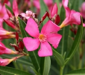 A cluster of bright pink Nerium Oleander 'Catalina' blooms in a 7" pot, accented by long, narrow green leaves in the background.