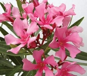 Nerium Oleander 'Lolita' in a 7" pot features a cluster of pink flowers and green, narrow leaves, standing out against a white background.