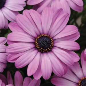 Close-up of a purple Osteospermum 'Lavender' African Daisy in a 6" pot, featuring a dark central disk and yellow accents, surrounded by similar flowers.