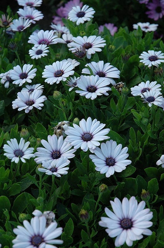 Osteospermum 'White' African Daisy 6" Pot