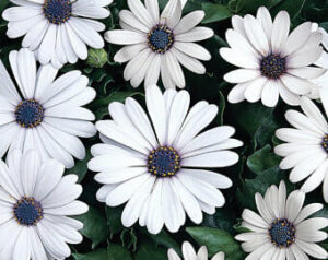 Eight 'White' African Daisies with dark centers are beautifully arranged in a lush 6" pot, surrounded by vibrant green leaves.