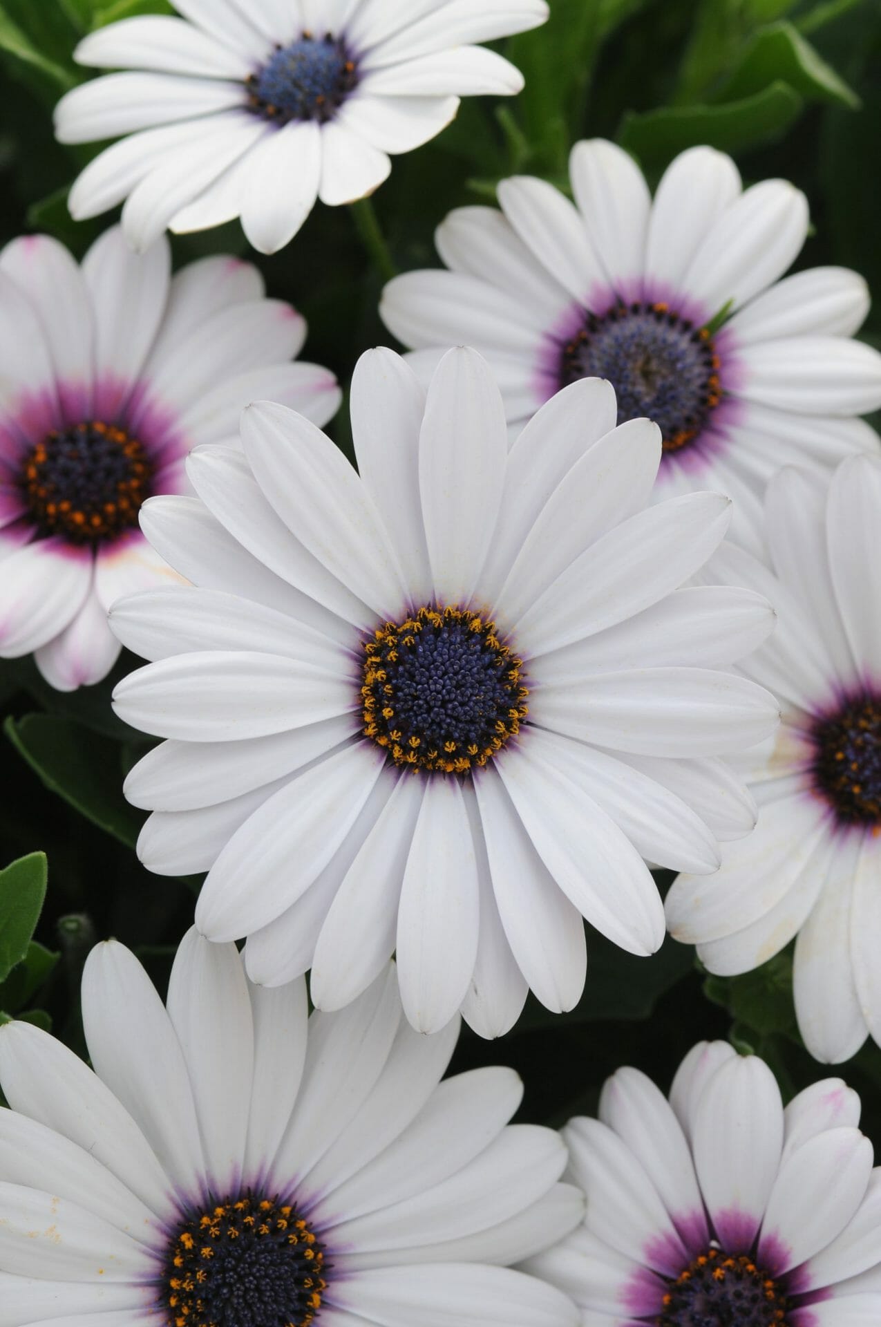 Osteospermum 'White' African Daisy 6" Pot