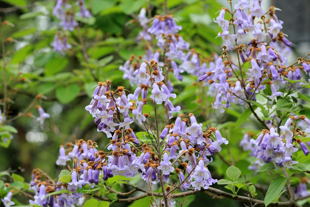 Paulownia 'Empress Tree' features clusters of light purple tubular flowers and green leaves, pictured outdoors in natural light.