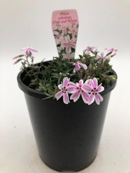 Phlox 'Pink and White Stripe' 6" Pot