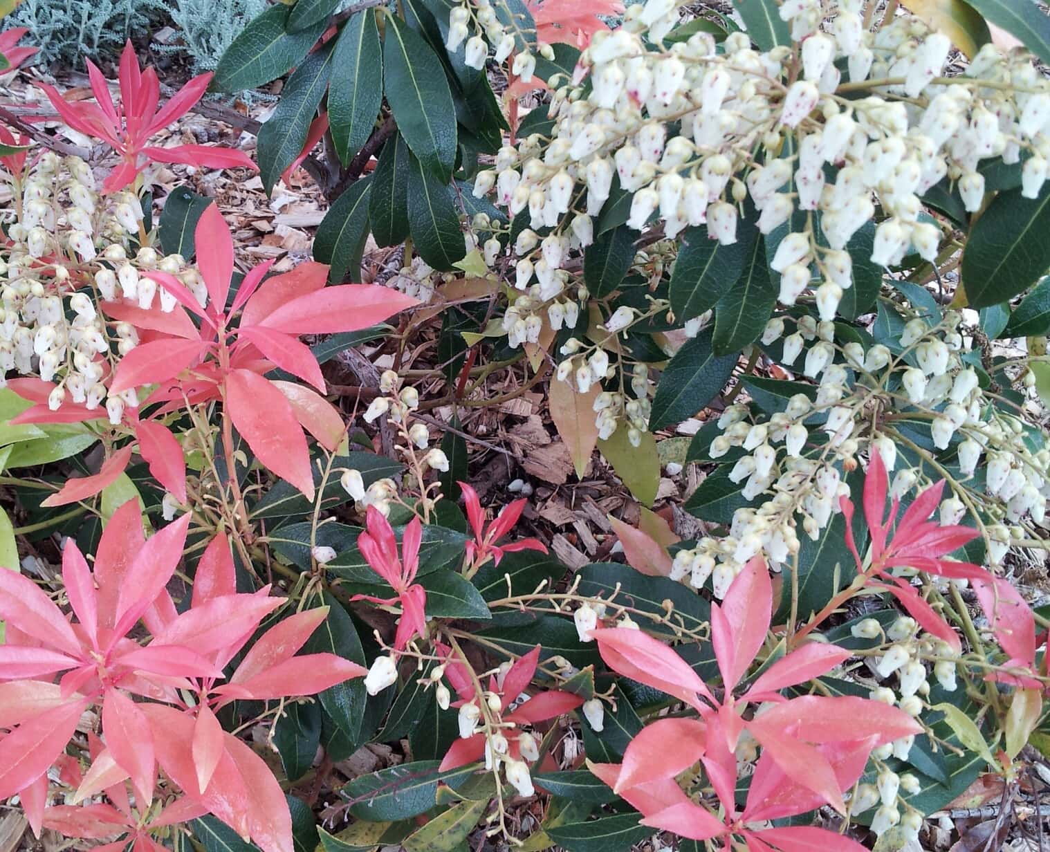 Pieris 'Forest Flame'