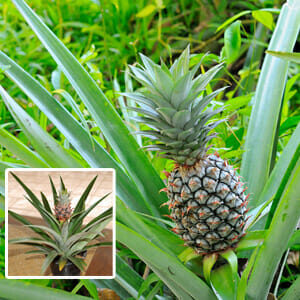 A Pineapple 'Pure Gold' thrives with lush foliage, and the inset shows a smaller plant in a cozy 5" pot indoors.