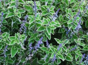 Close-up of Plectranthus 'Blue Spires' in a 6" pot, featuring lush green foliage and purple flower spikes.