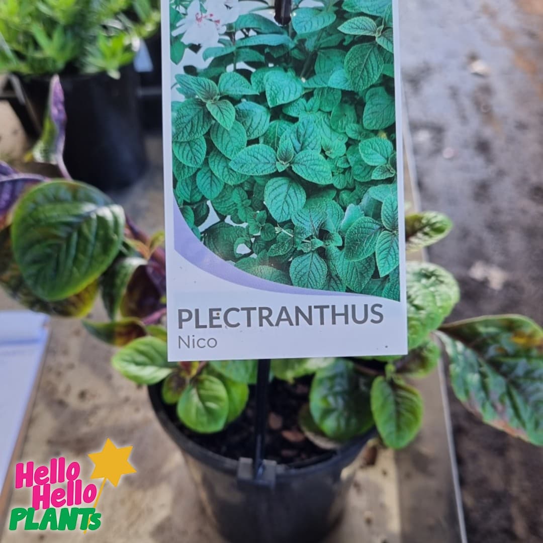 Plectranthus 'Nico' Speckled Spur Flower (Hanging Basket)