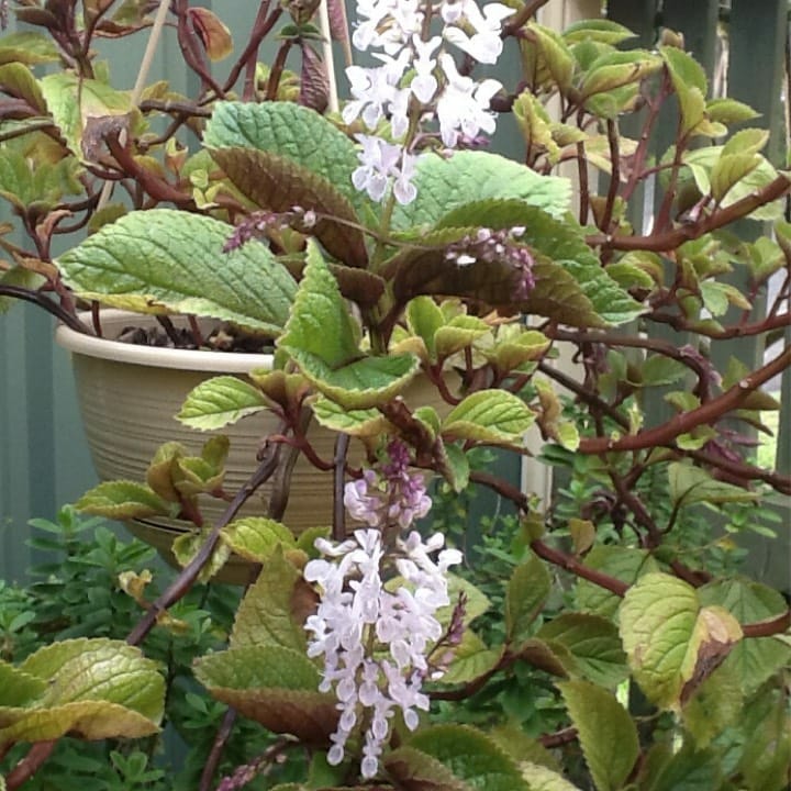Plectranthus 'Nico' Speckled Spur Flower (Hanging Basket)