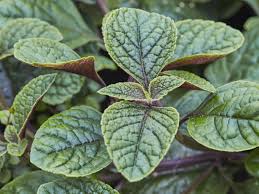 A close-up of green leaves with textured surfaces and visible veins evokes the intricate patterns akin to those on a Plectranthus 'Nico' Speckled Spur Flower in a 6" pot.