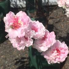 Close-up of a Prunus 'Lillian Burrows' Flowering Peach branch in a 13" pot, adorned with pink blooms against a blurred background.