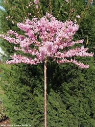 A Prunus 'Fukubana' Flowering Cherry in a 13" pot, with pink blossoms, stands gracefully against lush green foliage.