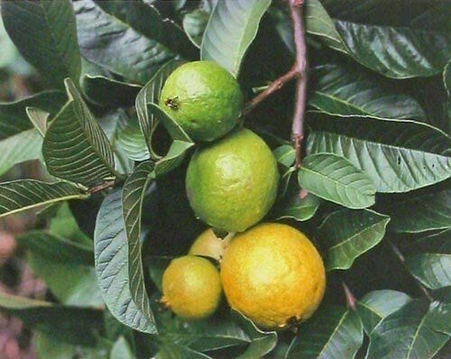 Psidium 'Hawaiian Guava' in a 6" pot, showcasing different ripeness stages on a leafy branch, captures the tropical essence. Ideal for gardens, these guavas add an exotic flair to any space.
