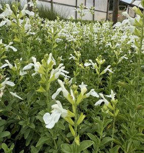 A serene field of soft pink and white Salvia Mirage™ blooms with lush green leaves in 6" pots, flourishing gracefully in a greenhouse setting.