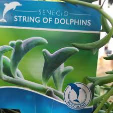 Senecio 'Dolphin Necklace' (String of Dolphins) 5" (Hanging Basket)