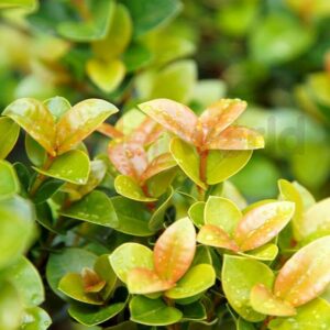 Close-up of the vibrant green and reddish leaves of the Syzygium 'Sunset Delight' Lilly Pilly 6" Pot, adorned with water droplets.